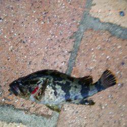 メバルは釣れずにタケノコメバルばっかり