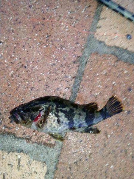 メバルは釣れずにタケノコメバルばっかり