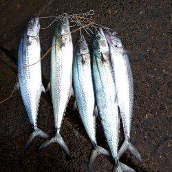 サゴシ沢山います。