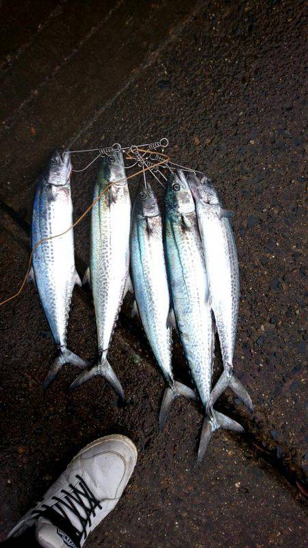 サゴシ沢山います。