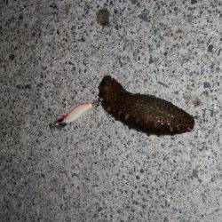 室津極寒エギング