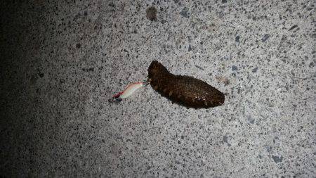 室津極寒エギング