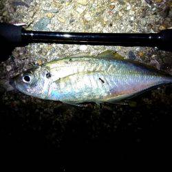 久しぶりのアジ❗❗