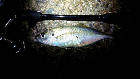 久しぶりのアジ❗❗