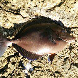 寒グレ～1日目～