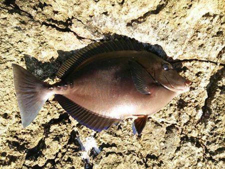 寒グレ～1日目～