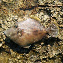 寒グレ～2日目～