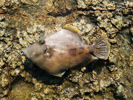 寒グレ～2日目～