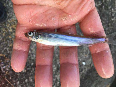 ワカサギ釣果おすすめ投稿