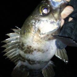 友人とメバリング&アジング