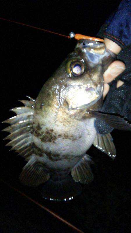 友人とメバリング&アジング