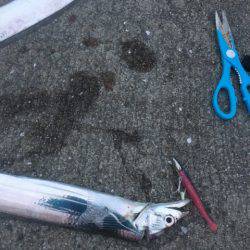 南芦屋浜タチウオ