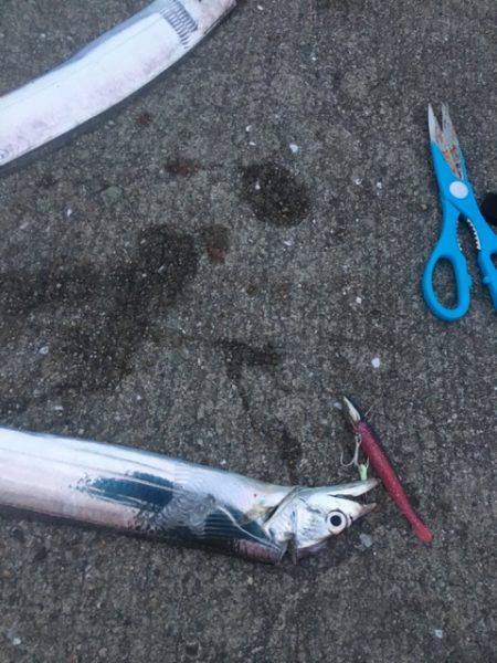 南芦屋浜タチウオ