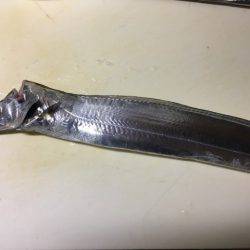 南芦屋浜タチウオ