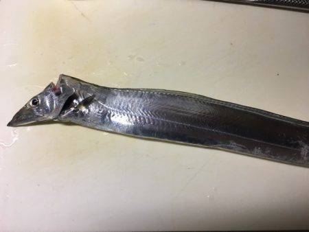 南芦屋浜タチウオ