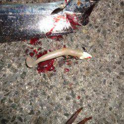 夕方も西宮行って来ました。