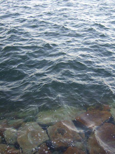 初釣りはメバル。