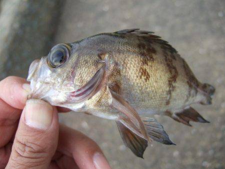 メバル釣り。