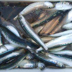 タチウオからのイワシへのリレー釣り