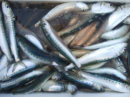 タチウオからのイワシへのリレー釣り