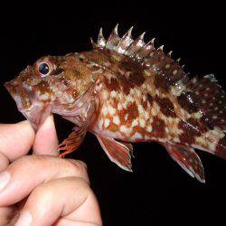 釣り旅行　１日目　５種目達成！