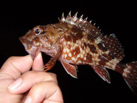 釣り旅行　１日目　５種目達成！