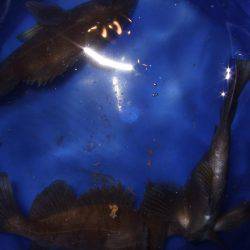 釣り旅行 2日目 坂出港でメバル。