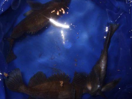 釣り旅行 2日目 坂出港でメバル。