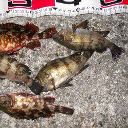 夕方～エビ撒き釣りのメバル調査