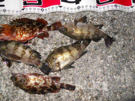 夕方～エビ撒き釣りのメバル調査