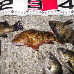 半夜でエビ撒き釣りのメバル調査