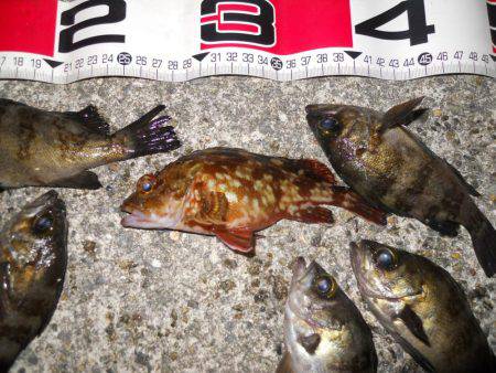 半夜でエビ撒き釣りのメバル調査