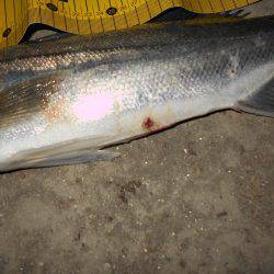 アフターシーバス?ゲット