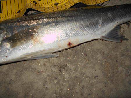 アフターシーバス?ゲット