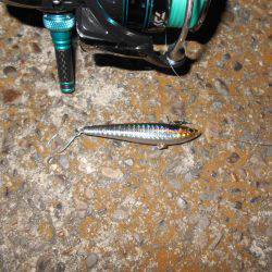 ボトム攻めでシーバスゲット