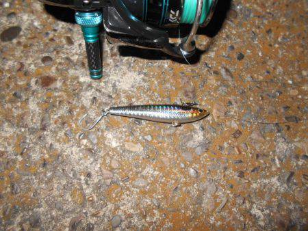 ボトム攻めでシーバスゲット