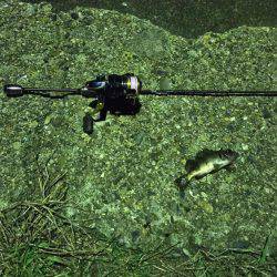 アジング  メバリング？