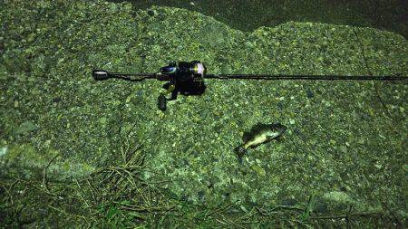 アジング  メバリング？