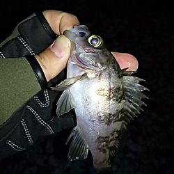 大きいメバルはお留守番です