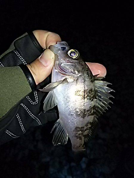 大きいメバルはお留守番です