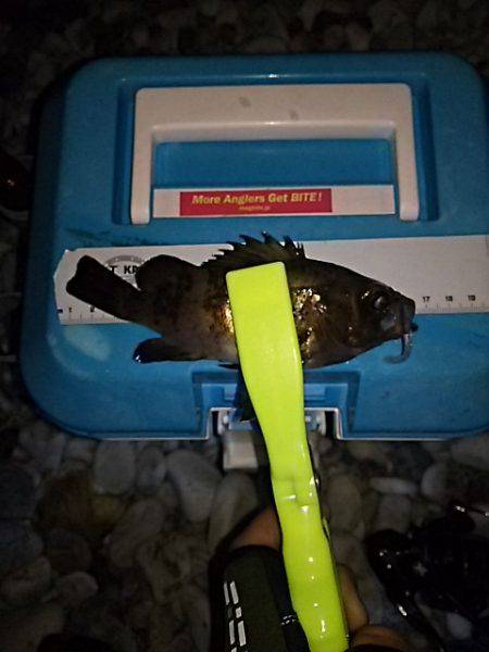 ちょこっとメバリング