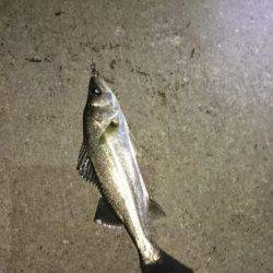 ジグヘッド、テキサスで南芦屋浜！