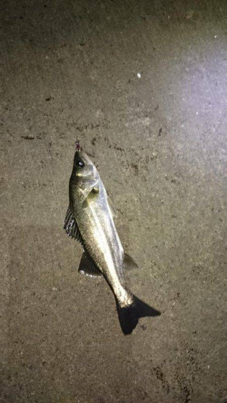 ジグヘッド、テキサスで南芦屋浜！