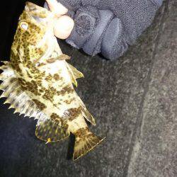 ガシリング2017年1月23日