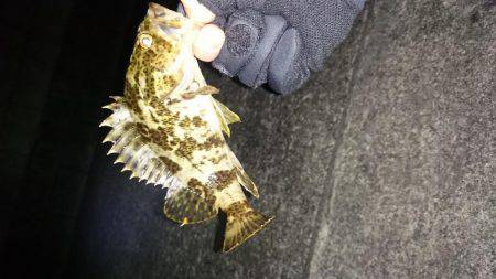 ガシリング2017年1月23日