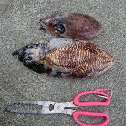 コウちゃん狙い