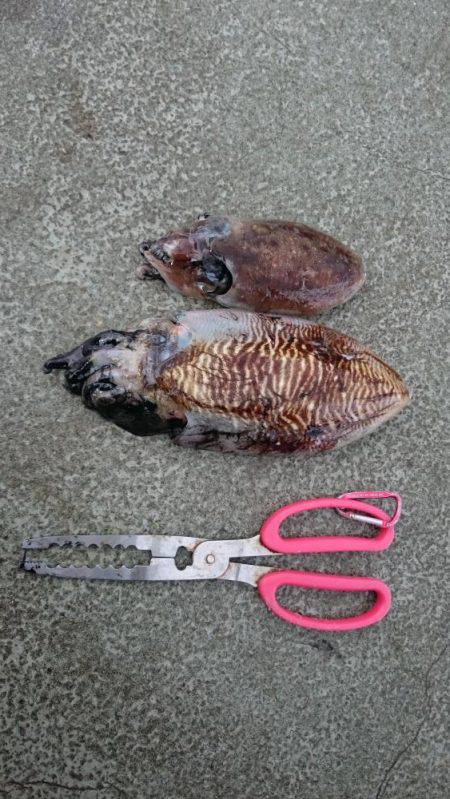 コウちゃん狙い