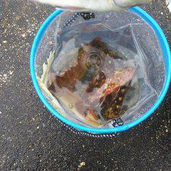 楽しかったです