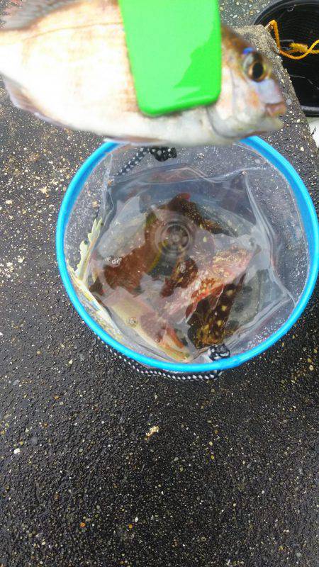 楽しかったです