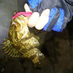 尺タケノコメバル！